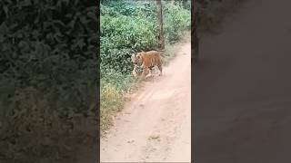 ST 21 Sariska Tiger Reserve [upl. by Milas]