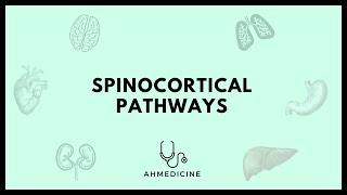 شرح Spinocortical pathways [upl. by Scevour]