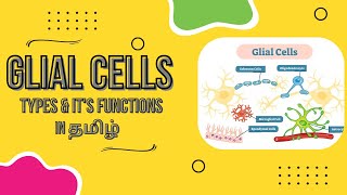 Glial cells  types amp its functions in தமிழ்  LLAP [upl. by Klinges]