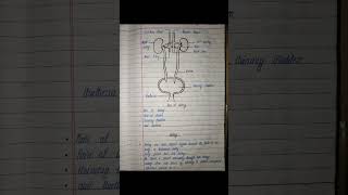 EXCRETION class 10 biology short notes📝 NEET StudyNeetianspublic [upl. by Kyre768]