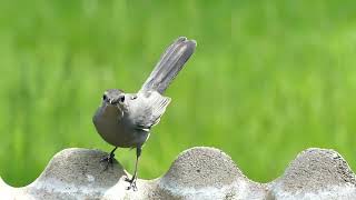 Gray Catbird CallSong Catbird Song Catbird Gray Catbird Sounds Like a Cat [upl. by Ailegnave]