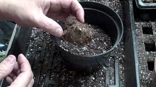 Spring Planting IndoorsCaladiums Tubers [upl. by Ross]