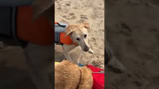 Stevie splashes in Lake Michigan [upl. by Aerdnaed]