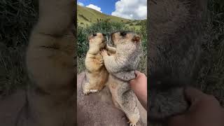 Hyrax fighting day 13 AWAW  cute funnyimages music [upl. by Odama]