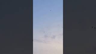 Winter migration of Goose youtubeshorts shortsyoutube shortsbirds migration [upl. by Aronoh]