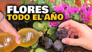 FLORACIÓN TODO EL AÑO con ESTOS 4 PASOS FÁCILES Fertilizante y Abono Casero para Flores y Plantas [upl. by Nahtaoj917]