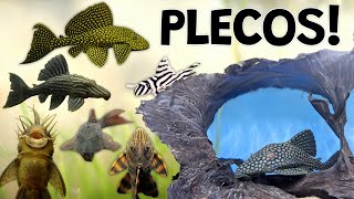 Perfect Plecos for Your Aquarium Plecostomus Are Not Just Suckers [upl. by Penn363]