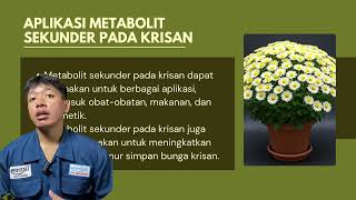 Produksi Metabolit Skunder Pada Krisan [upl. by Low245]