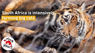 Roaring Change Needed Ending Big Cat Farming in South Africa For Good 🦁🚫🐯 [upl. by Naugan]