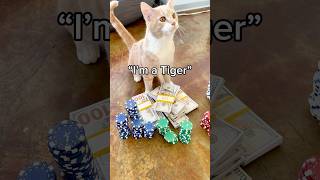 CAT GAMBLES ALL MY MONEY [upl. by Srini]