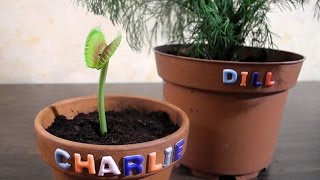 Charlie vs Dill [upl. by Idola]