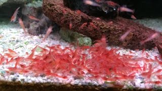 スカーレットシュリンプを本気で飼育してみた（Opae ulaHalocaridina rubraHawaiian red shrimp） [upl. by Accber]