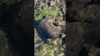 Brain Coral LPS and seaweed Botryochloridaceae in intertidal zone 海南沿海的脑珊瑚和绿葡萄藻 [upl. by Muraida]