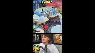 Ever see a crab eat a gusher ft Theo Von amp Jessie Murph shorts comedian [upl. by Alburga]