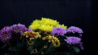 Chrysanthemum indicum  Chrysanthemen Chrysanthemums [upl. by Irakab]