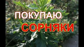 СОРНЯКИ  бесплатный корм Осот  самый ценный сорняк [upl. by Nivan]