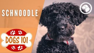 Dogs 101  SCHNOODLE  Top Dog Facts about the SCHNOODLE  DOG BREEDS 🐶 Brooklyns Corner [upl. by Eeldivad]