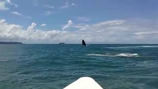 Ballenas Parque Nacional Marino Ballena [upl. by Schechinger212]