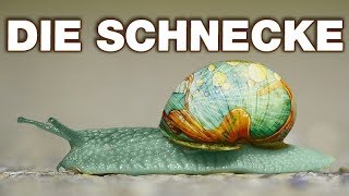 Die Schnecke  Anatomie und Biologie  Alternative Fakten fürs Referat  Parodie [upl. by Hartmann]