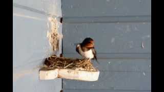 Barn Swallow nest building project [upl. by Gnemgnok]