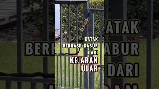 Katak Kecil Berhasil Kabur dari Kejaran Ular [upl. by Ahsaet]