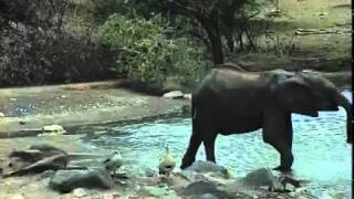 Young Elephant with Personality at Petes Pond December 4 2011 [upl. by Neale]