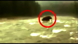 5 Mysterious DINOSAURSEXTINCT CREATURES Caught On Camera [upl. by Eixor]