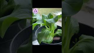 How to Plant Bok Choy without Seeds in Winter at Home 盆栽上海小白菜 shorts [upl. by Juetta563]