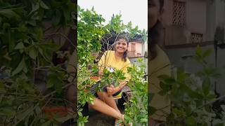 Grow GandharajGardeniaগন্ধরাজ flower plant from cuttings shorts flowers youtubeshorts garden [upl. by Oiromed]