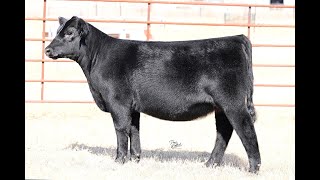 Lot 1 VanVorhis Show Cattle The Next Episode Sale 2024 [upl. by Nitsugua]