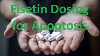 Fisetin Dosing for Apoptosis [upl. by Adnuahsor420]