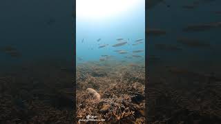 Dive Tioman 2024  Shorts 3 [upl. by Nirehtac385]