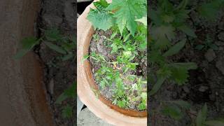 Coriander and bitter melon plant gardening nature youtube shortsfeed shorts garden subscribe [upl. by Ronn]