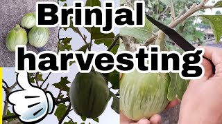 Brinjal harvesting  home garden youtube garden [upl. by Neirb]