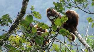 Alouatta guariba clamitans bugioruivo  Doutor Pedrinho Santa Catarina Brasil [upl. by Okimuk]