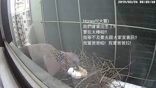 20190324可愛的珠頸斑鳩夫婦換班孵蛋發現斑鳩寶寶出生了 [upl. by Yecies]