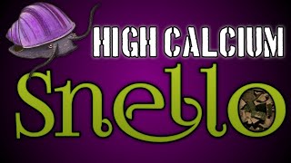 High Calcium Snello Mystery Snail Food [upl. by Englis]