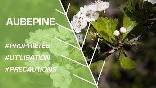 Comment utiliser l’aubépine  Phytothérapie [upl. by Catt]