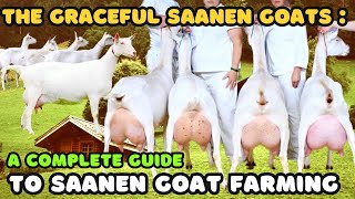 The Graceful Saanen Goat A Complete Guide to Saanen Goat Farming  Goat Tips [upl. by Nyladam]