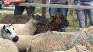 schapen boederij 2017 Texel [upl. by Linea]