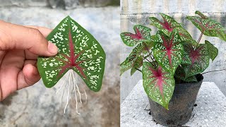 Tips for propagating Caladium Bicolor plants with leaves in water [upl. by Nodnelg]