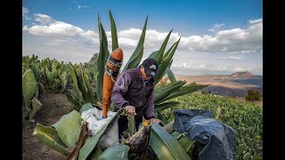 Preparación de un maguey para hacer pulque Parte 1 [upl. by Ahtreb458]