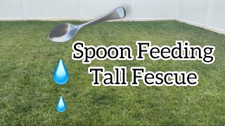 Spoon Feeding Secrets for a Lush Summer Lawn  Tall Fescue Care Tips [upl. by Aivatnohs]