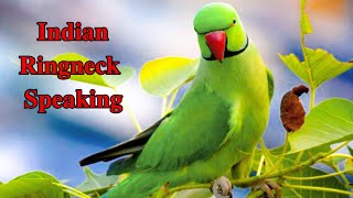 Mithu Tota Ki Awaaz  Talking Parrot parrotvlog angelthevlogerr birds parrot talkingparrot fyp [upl. by Imoian]