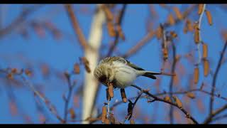 Hoary Redpoll  Arctic Redpoll [upl. by Attey]