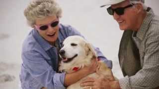 Pet Therapy for Mental Health Issues [upl. by Bywaters]