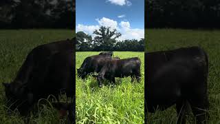 Heifers grazing legume grass mixture at Blackville SC [upl. by Ytrebil]