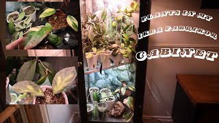 Plants in my Ikea Fabrikor Cabinets [upl. by Sorrows796]