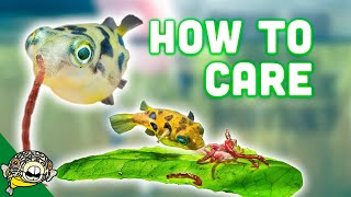 How to Care for Dwarf Puffer Fish [upl. by Babcock]