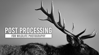 Editing Wildlife Photography Post Processing Workflow with Kristi Odom [upl. by Sell]